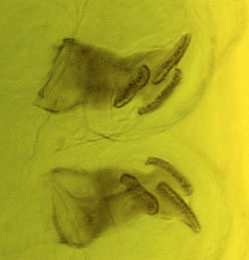 Trypeta artemisiae larva,  posterior spiracles,  dorsal